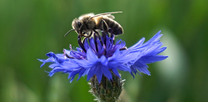 “bee Wellness”